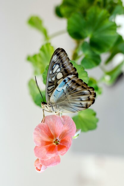 Prachtige vlinder op groene bloem doorbladert geïsoleerd, close-up