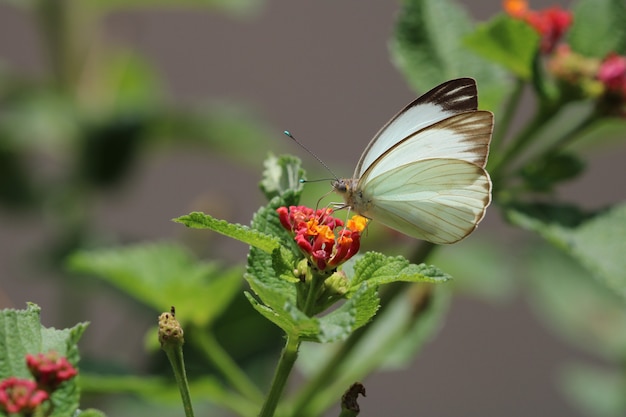 Prachtige vlinder op rode bloem