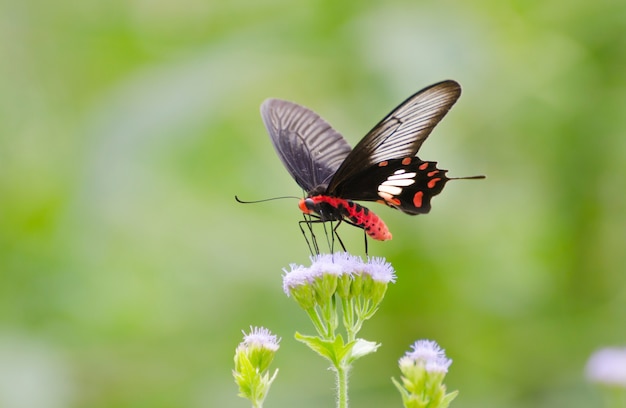 Prachtige vlinder op witte bloem, prachtige monarch in de natuur