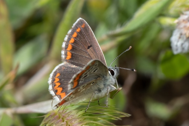 Prachtige vlinder staande op een plant in een tuin