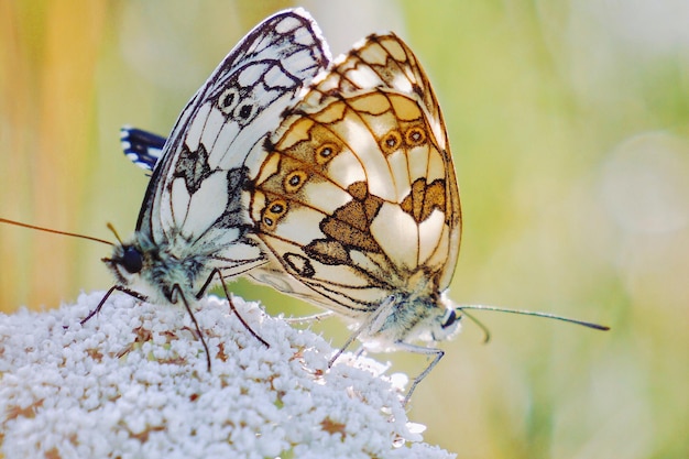 Foto prachtige vlinders op een bloem