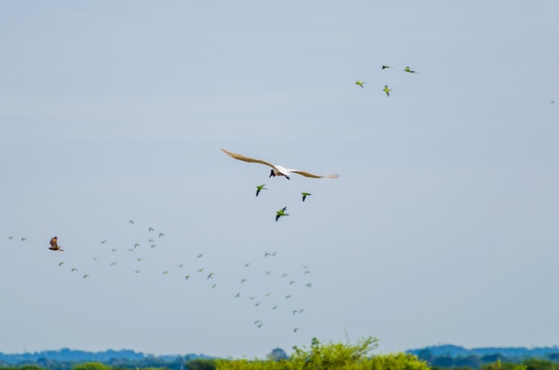 Prachtige vogel Tuiuiu in de Braziliaanse pantanal