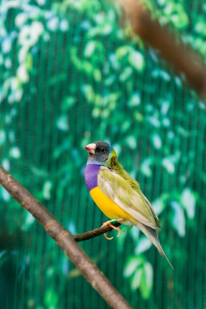 Prachtige vogels Guldova Amadina Erythrura gouldiae zittend op een tak