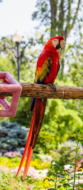 Prachtige vogels in de wereld