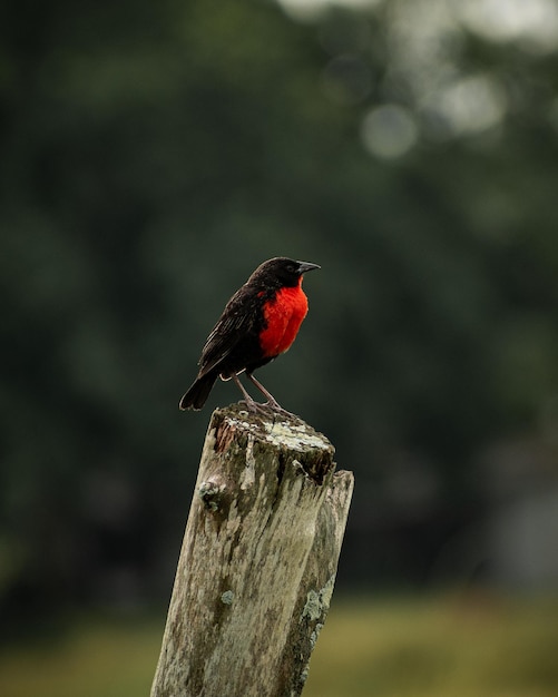 Foto prachtige vogels in hun natuurlijke omgeving