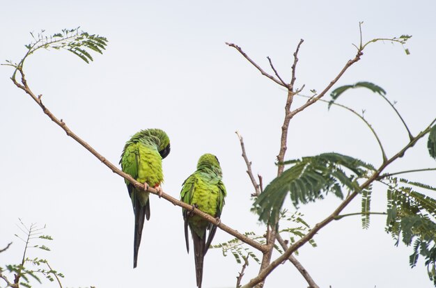 Prachtige vogels nanday parkiet in een boom in de braziliaanse pantanal