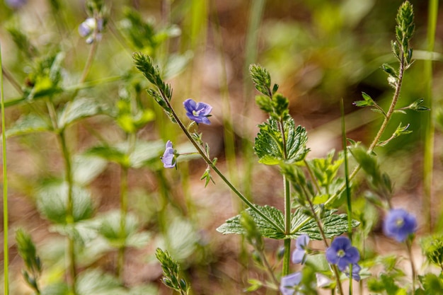 Prachtige voorjaarsbloeiende weide van verse bloemen