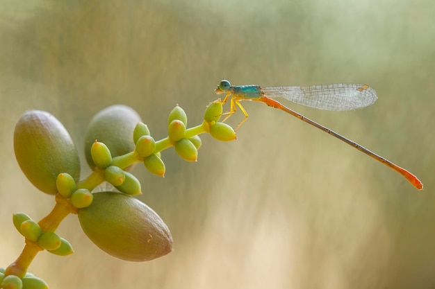 Foto prachtige waterjuffers op natuurplaats