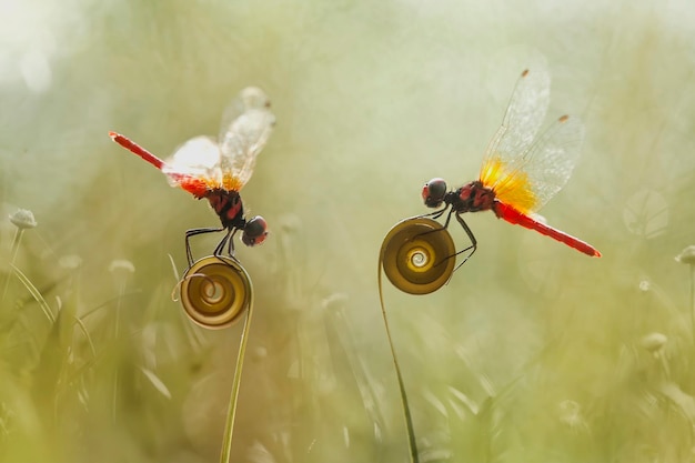 Prachtige waterjuffers op natuurplaats