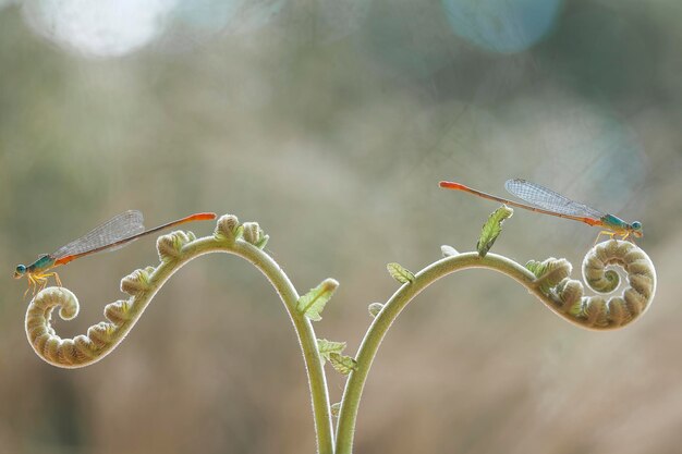 Prachtige waterjuffers op natuurplaats