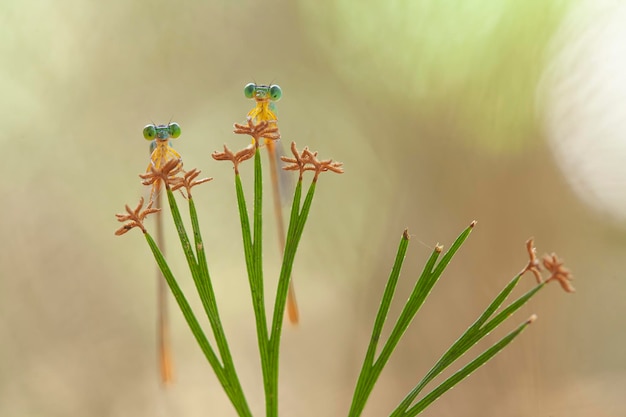 Foto prachtige waterjuffers op natuurplaats