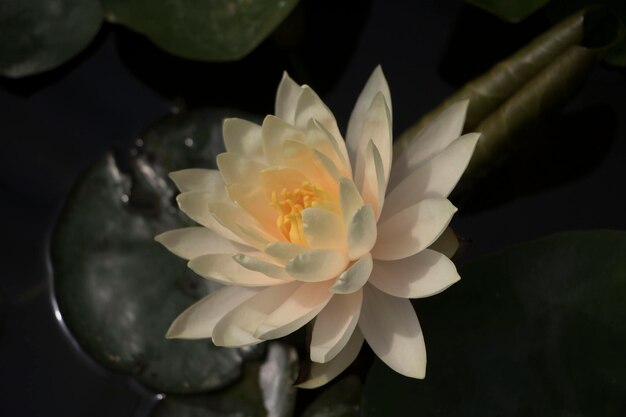 prachtige waterlelie en lotusfoto