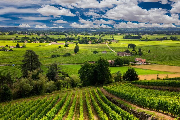 Prachtige wijngaard bij zonsondergang Reis door Frankrijk Bordeaux