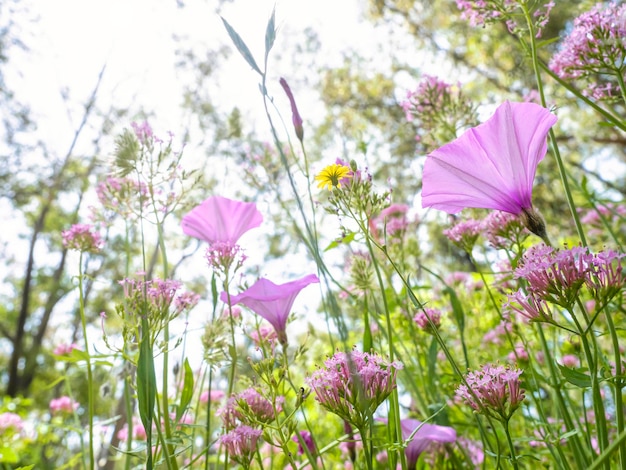 Prachtige wilde bloemen bij zonsopgang