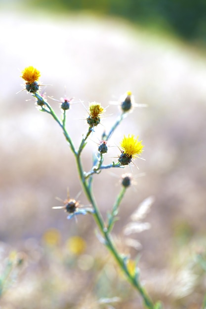 Prachtige wilde bloemen in het veld