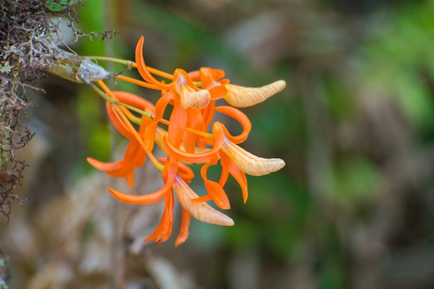 Prachtige wilde orchideeën.