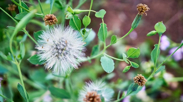 prachtige wilde plant Senecio viscosus die vers groeit