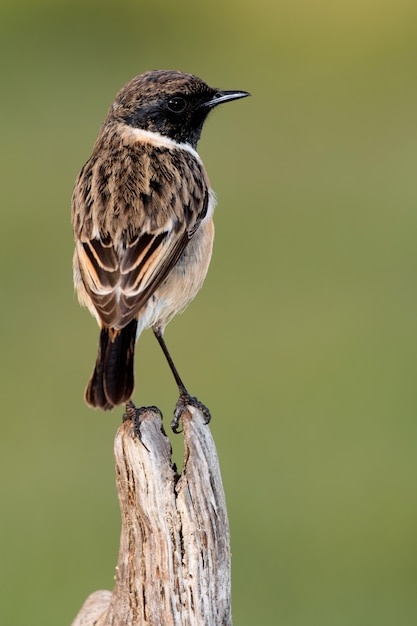 Prachtige wilde vogel