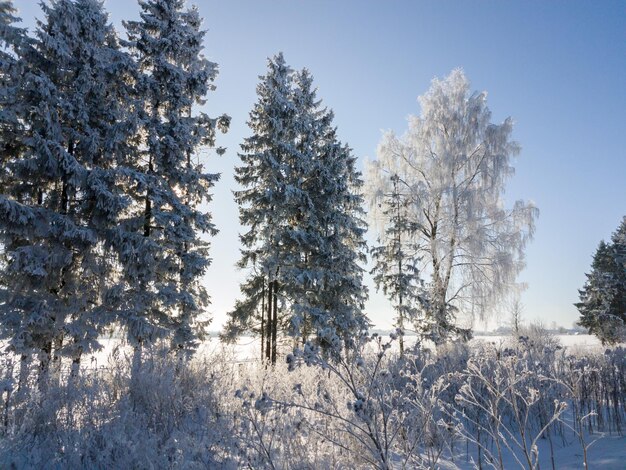 Prachtige winterlandschap bomen in de sneeuw