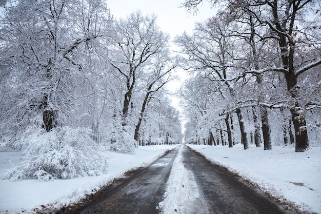 Prachtige winterlandschap in het park