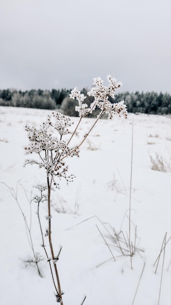 Prachtige winterlandschap op wit veld aan de rand van bos Gebied van witte sneeuw en ijs aan de horizon