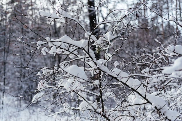 Prachtige winterlandschap van bomen bedekt met sneeuw