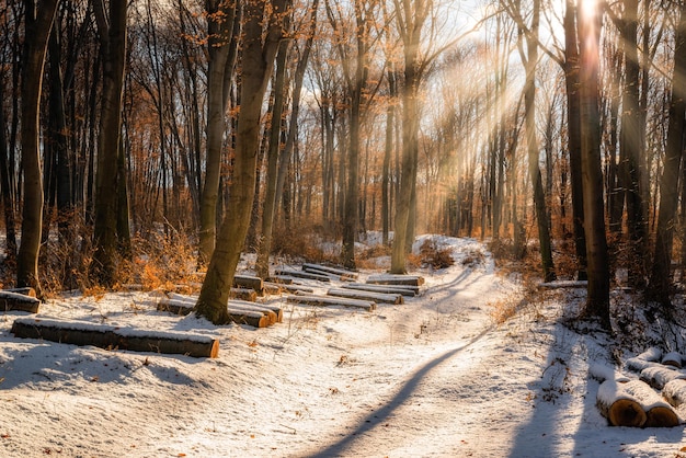 Prachtige winterzonsondergang met bomen in de sneeuw en zonnestralen