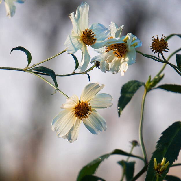 Prachtige witte bloemen in de tuin in de natuur