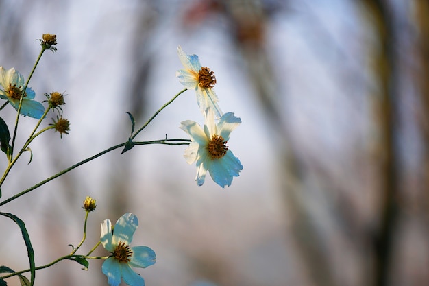 Prachtige witte bloemen in de tuin in de natuur