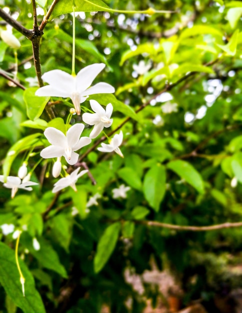 prachtige witte bloemen in de tuin