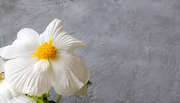 Prachtige witte bloemen van knolbegonia close-up met kopie ruimte Sierteelt hobby kamerplanten