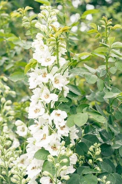 Prachtige witte dubbele bloemen van delphinium bloeien in de biologische tuin in de zomer. Plantkunde concept. Verticaal.