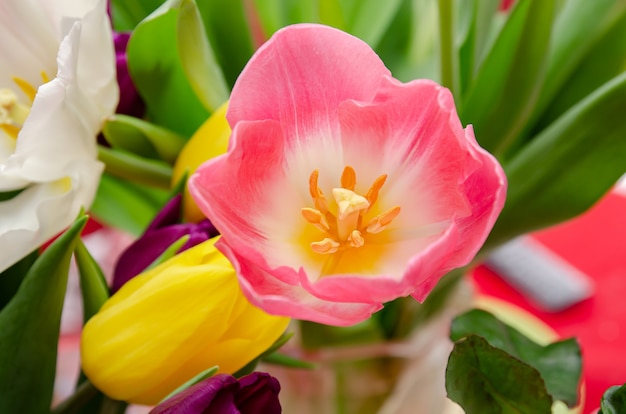 Prachtige witte en roze tulpen