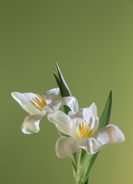 prachtige witte tulpen op groene achtergrond