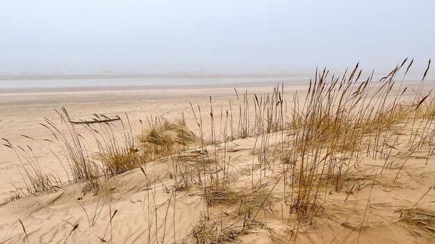 prachtige zandstrand kust in de mist