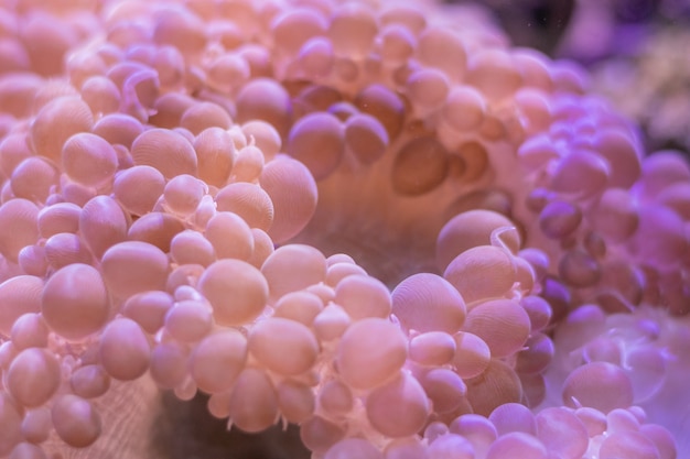 Foto prachtige zee bloem in onderwaterwereld met koralen