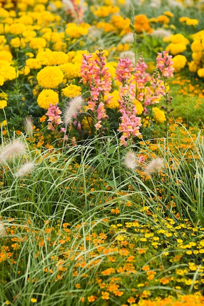 Prachtige zomertuin in bloei