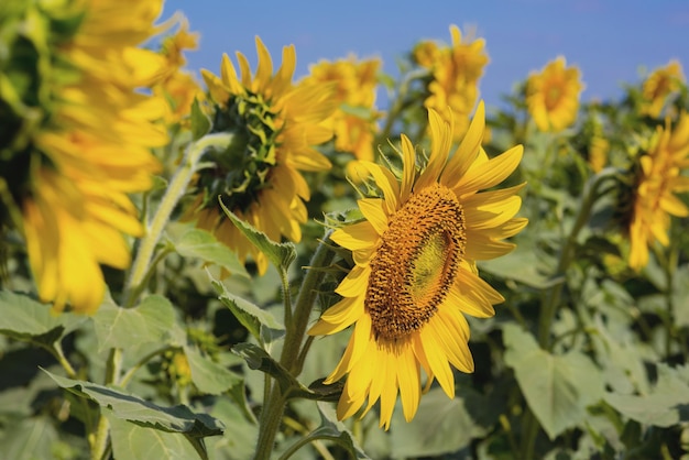 Prachtige zonnebloemtuin, veld met bloeiende zonnebloemen