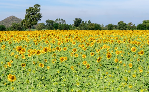 prachtige zonnebloemvelden, de beroemde attracties bloeien op de winter in Lop Buri provincie