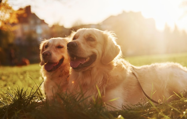 Prachtige zonneschijn Twee prachtige Golden Retriever-honden wandelen samen buiten in het park