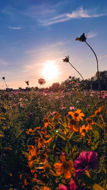 Prachtige zonsondergang in een veld met bloemen Zonsondergang zon en bloemen natuur achtergrond