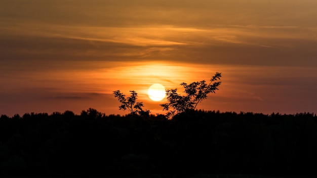 Prachtige zonsondergang over bos, natuurlandschap