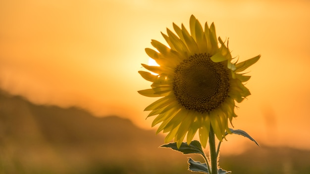 Prachtige zonsondergang over het veld sun disk en sunflower anapa russia