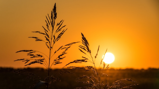 Prachtige zonsondergang over het veld Zon schijf en gras silhouet Anapa Rusland