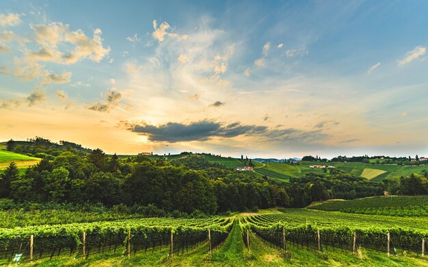 Prachtige zonsondergang over prachtige groene wijngaarden Oostenrijkse druivenheuvels in de zomer