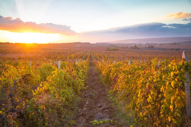 Prachtige zonsondergang over prachtige groene wijnstokken