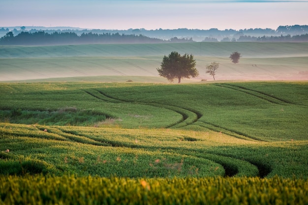 Prachtige zonsopgang op een mistig veld in de zomer van Europa