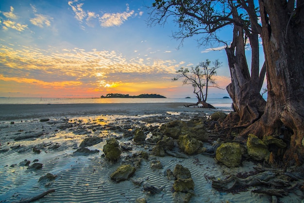 prachtige zonsopgangsfeer op het strand met mangrovebomen langs de kust