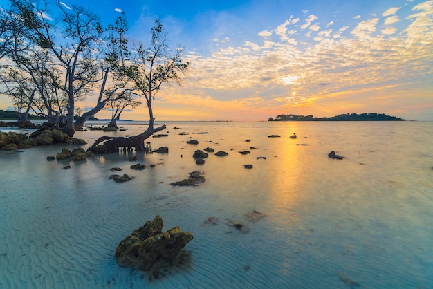 prachtige zonsopgangsfeer op het strand met mangrovebomen langs de kust