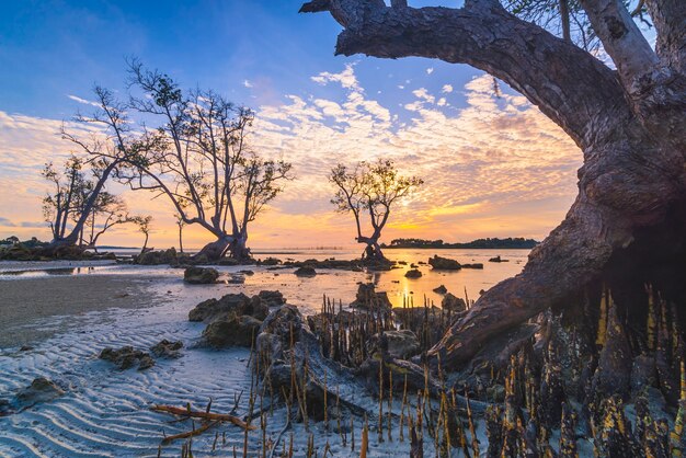 prachtige zonsopgangsfeer op het strand met mangrovebomen langs de kust